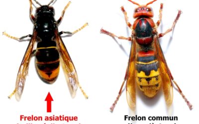 INSECT LPF- INSECTICIDE POUR INSECTES VOLANTS en  diffusion  longue  portée – AÉROSOL