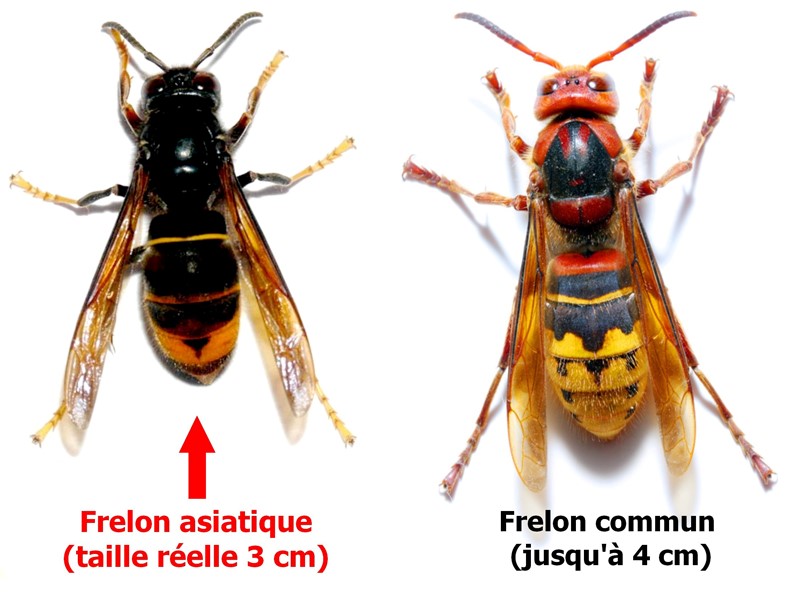 INSECT CHOC AS – INSECTICIDE POUR INSECTES VOLANTS en  diffusion  longue  portée – AÉROSOL